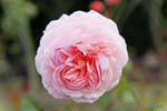 Alte Rose, Timaru, Canterbury, Neuseeland.