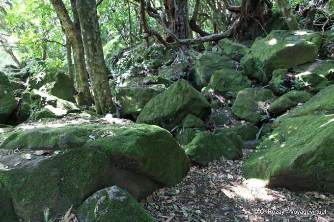 Bemoosten Felsen, Hahei Cathedral Cove Road, Coromandel - Neuseeland