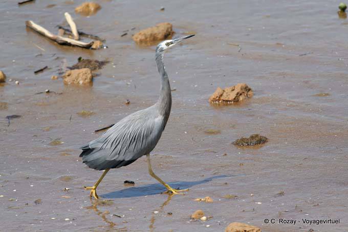 Heron, Katikati - Neuseeland