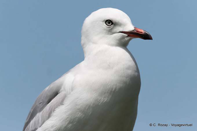 Seagull Auge, Katikati - Neuseeland
