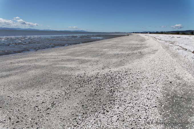 Strand mit Muscheln, Miranda - Neuseeland