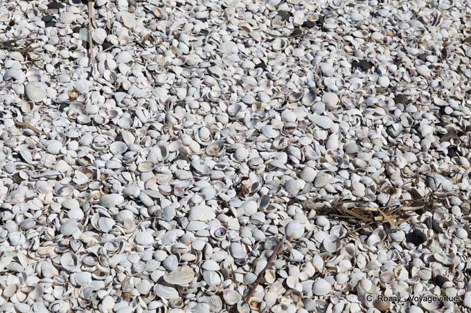Strandmuscheln, Miranda - Neuseeland