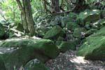 Bemoosten Felsen, Hahei Cathedral Cove Road, Coromandel, Neuseeland.
