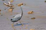 Heron, Katikati, Neuseeland.