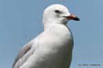 Seagull Auge, Katikati, Neuseeland.