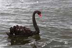Der See Black Swan, Rotorua, Neuseeland.