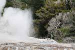 Pohutu Geysir, Geysir Whakarewarewa, Rotorua, Neuseeland.