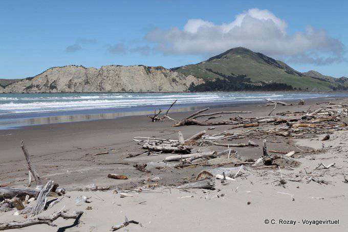 Treibholz am Strand, Anaura Bay, Ostkap - Neuseeland