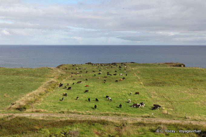 Alternde auf Klippen zwischen Te Rangiharu und Whangaparaoa Bay, Waihau Bay, Ostkap - Neuseeland