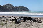 Strand und raue Meer, Anaura Bay, Ostkap, Neuseeland.