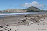 Treibholz am Strand, Anaura Bay, Ostkap, Neuseeland.