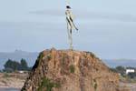 Wairaka Statue, Turuturu Roimata, Whakatāne Heads, Ostkap, Neuseeland.