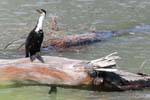 Kormoran auf Treibholz, Te Araroa, Ostkap, Neuseeland.