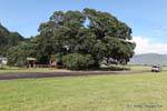 Sanctuary Maori, riesigen Baum, Te Araroa, Ostkap, Neuseeland.