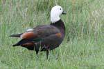 Paradies Shelduck weiblich (Tadorna variegata), Tokomaru Bay, Ostkap, Neuseeland.