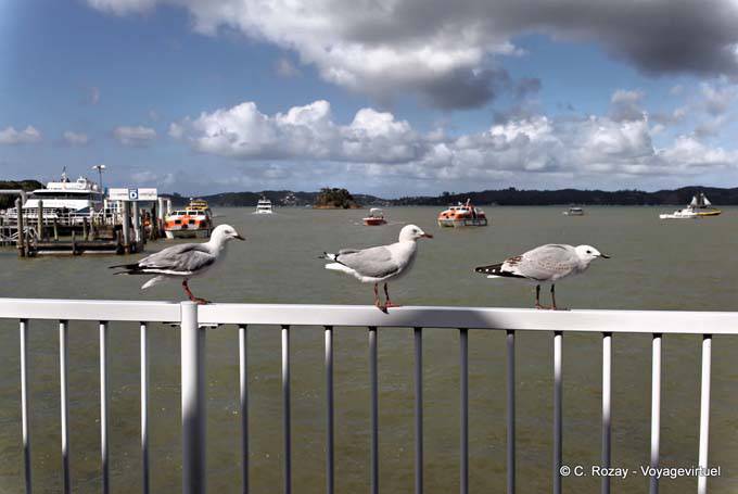 Vogel-Trio, Paihia, Northland - Neuseeland