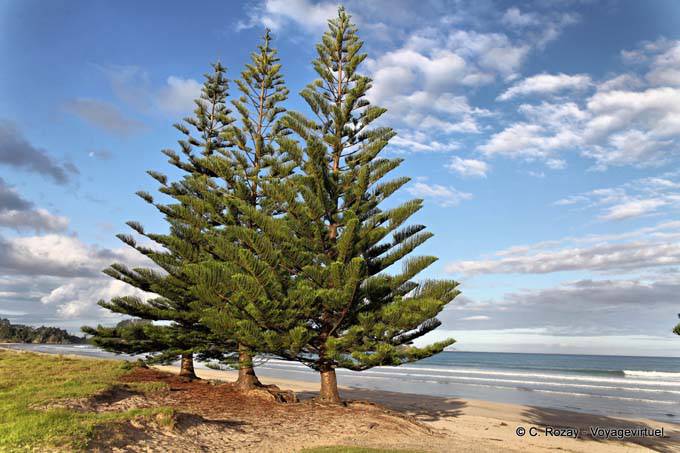 Araucaria vor Sandy Bay, Whananaki, Northland - Neuseeland