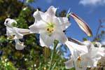 Lilien, Kerikeri, Northland, Neuseeland.