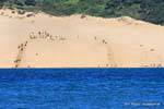 Spiele auf den Sanddünen, Hokianga Harbour, Oponomi, Northland, Neuseeland.