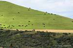 Herd oben Omapere, Hokianga Harbour, Oponomi, Northland, Neuseeland.