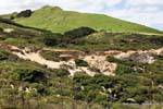 Arai Te Uru-Erholungsreservat Omapere, Hokianga Harbour Oponomi, Northland, Neuseeland.