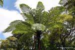 Baumfarne, Waipoua Forest, Northland, Neuseeland.