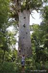 Herr des Waldes (60m x 5m) Tane Mahuta Waipoua Forest, Northland, Neuseeland.