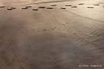 Schritte im Sand Sandy Bay, Whananaki, Northland, Neuseeland.
