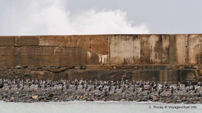 Kormorane am Hafen, Oamaru, Otago - Neuseeland