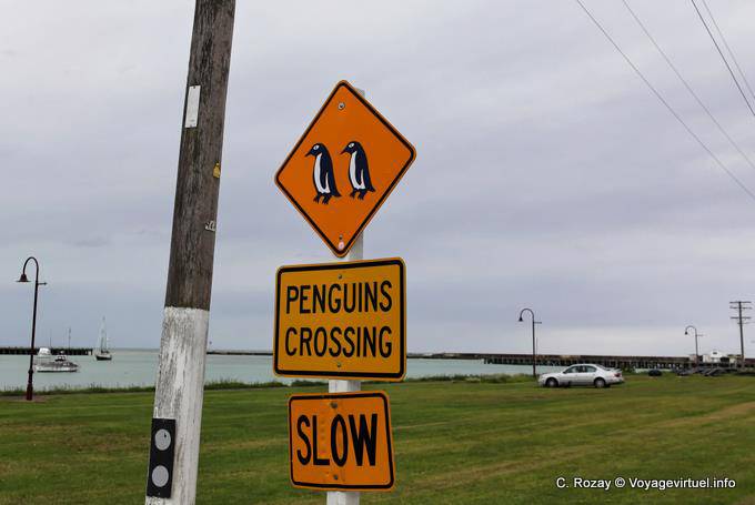 Pinguine Kreuzung, Oamaru, Otago - Neuseeland