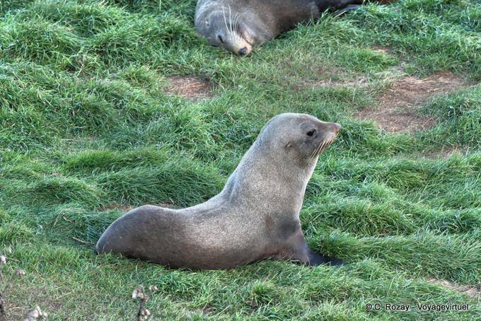 Seelöwen ruhen im Gras, Otago Peninsula Dunedins Seal Colony - Neuseeland