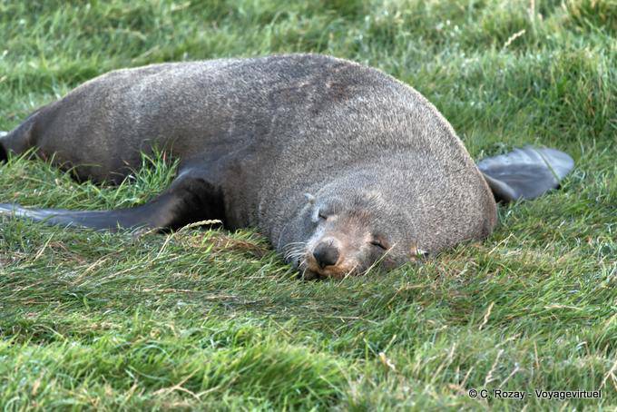 Haarzeit für die Seelöwen, Otago Peninsula Dunedins Seal Colony - Neuseeland