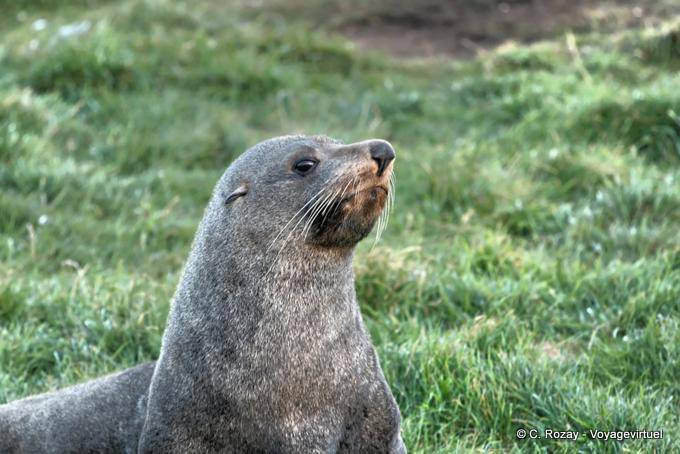 Besorgten Blick, Otago Peninsula Dunedins Seal Colony - Neuseeland