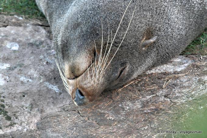 Seelöwe dösen, Otago Peninsula Dunedins Seal Colony - Neuseeland