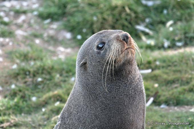 Porträt von Seelöwen, Otago Peninsula Dunedins Seal Colony - Neuseeland