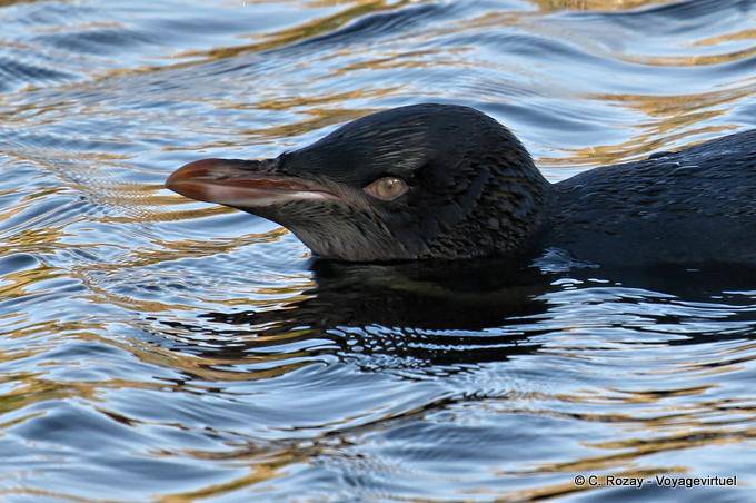 Aquarelle, Gelbaugenpinguin Otago Peninsula Conservation Reserve - Neuseeland