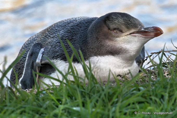 Penguin Lügen, Gelbaugenpinguin Otago Peninsula Conservation Reserve - Neuseeland