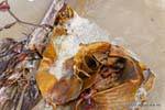 Kelp, Moeraki Boulders Scenic Reserve, Otago, Neuseeland.