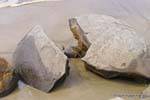 Brechen 60.000.000 Jahre Moeraki Boulders Scenic Reserve, Otago, Neuseeland.