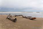 Totes Holz Koekohe Beach, Moeraki Boulders Scenic Reserve, Otago, Neuseeland.
