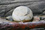 Ball und Treibholz Moeraki Boulders Scenic Reserve, Otago, Neuseeland.