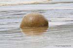 Sphärische Island, Moeraki Boulders Scenic Reserve, Otago, Neuseeland.