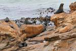 Robben Kolonie, Moeraki Shag Point, Otago, Neuseeland.