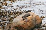 Algen und Seelöwen, Moeraki Shag Point, Otago, Neuseeland.