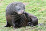 Seelöwe mit blauen Augen, Shag Punkt Moeraki, Otago, Neuseeland.