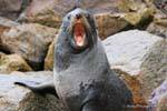 Gähnen Seelöwen, Moeraki Shag Point, Otago, Neuseeland.