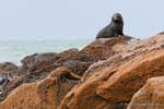Phocarctos hookeri, Moeraki Shag Point, Otago, Neuseeland.