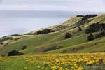 Otago Peninsula, Dunedin Highcliff, Neuseeland.