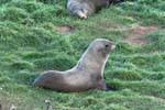 Seelöwen ruhen im Gras, Otago Peninsula Dunedins Seal Colony, Neuseeland.