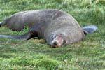 Haarzeit für die Seelöwen, Otago Peninsula Dunedins Seal Colony, Neuseeland.